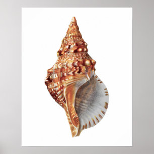 Poster Sea Shell no. 3 Beach Decor Impressão.