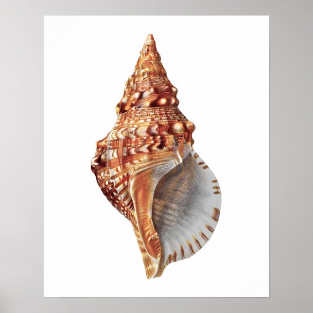Poster Sea Shell no. 3 Beach Decor Impressão. (Frente)