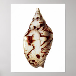 Poster Sea Shell no. 4 Beach Decor Wall Art Impressão.