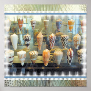 Pôster Sea Shells in Window
