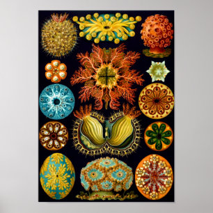 Pôster Sea Squirts, Ernst Haeckel, Belas Artes