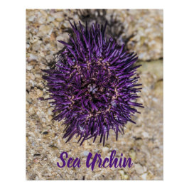Pôster Sea Urchin Ocean Beach Holiday Summer Souvenir