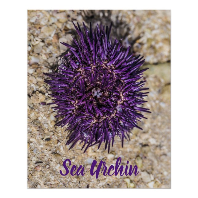 Pôster Sea Urchin Ocean Beach Holiday Summer Souvenir (Frente)