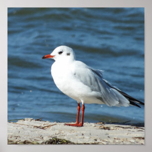 Poster sea, water, seagull, bird, travel, blue, sky,