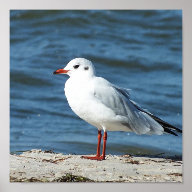 Poster sea, water, seagull, bird, travel, blue, sky, (Frente)