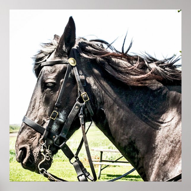 Pôster Seabiscuit (Frente)