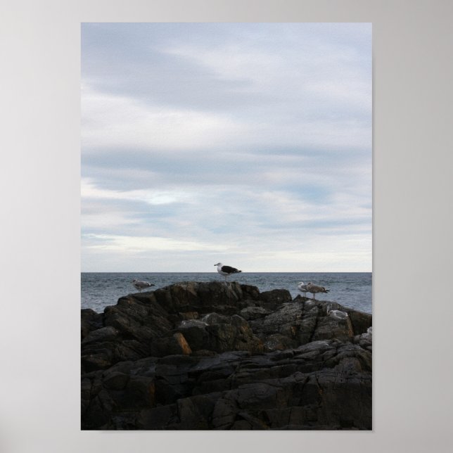 Poster Seabrook Gulls (Frente)