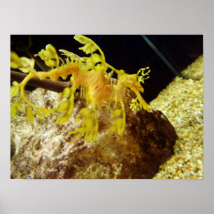 Pôster seadragon