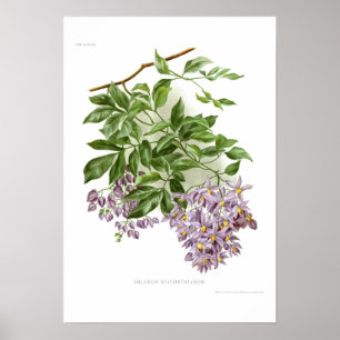 Pôster Seaforthianum do Solanum