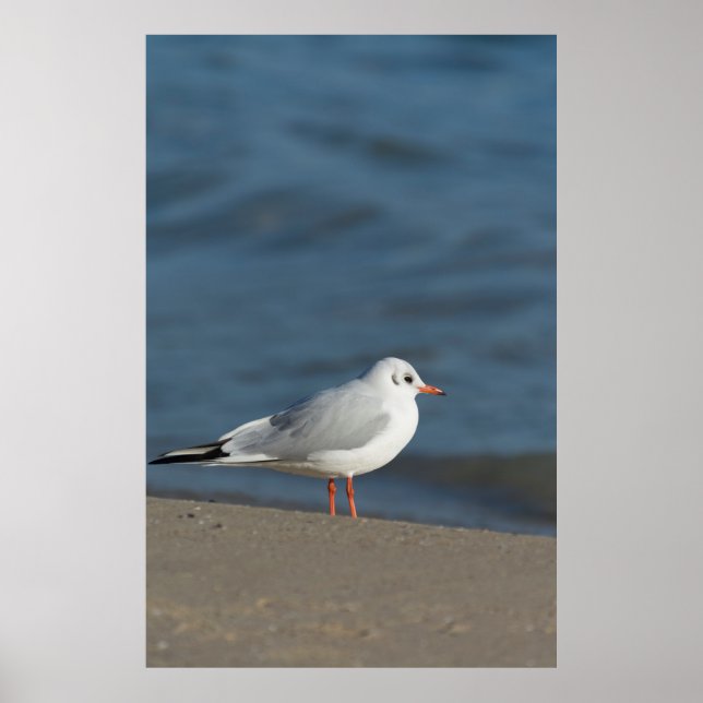 Poster Seagull (Frente)