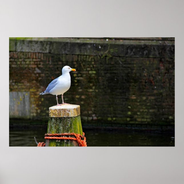 Poster Seagull (Frente)