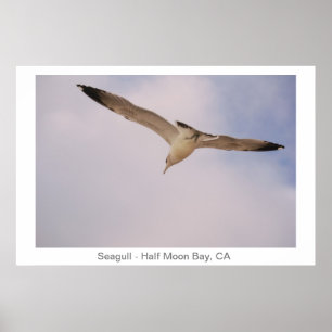 Poster Seagull