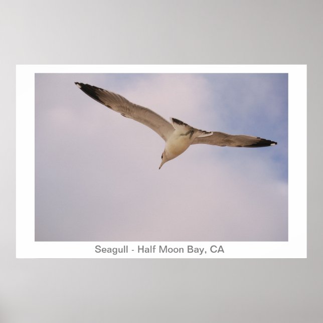 Poster Seagull (Frente)