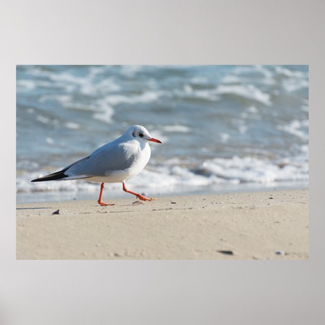 Poster Seagull (Frente)