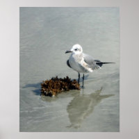Seagull em Beach com algas marinhas