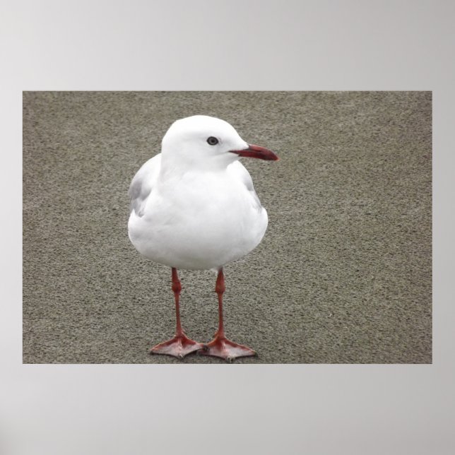 Poster Seagull em uma praia Sandy (Frente)