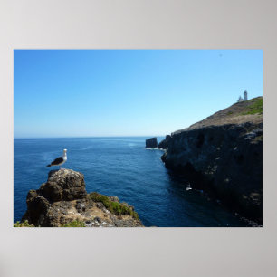 Pôster Seagull na Ilha de Anacapa nas Ilhas do Canal