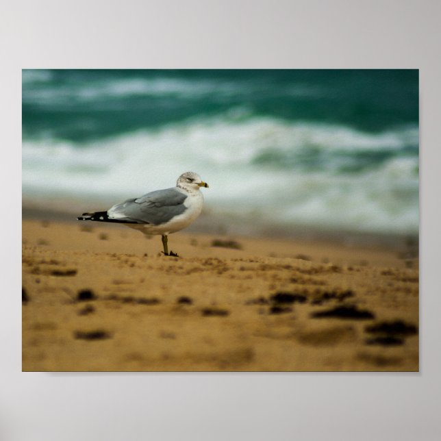 Poster Seagull on Beach, Flórida (Frente)