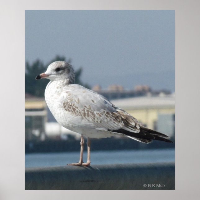 Poster - Seagull on watch (Frente)