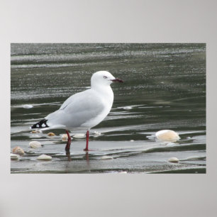 Pôster Seagull & Shells in the Sea