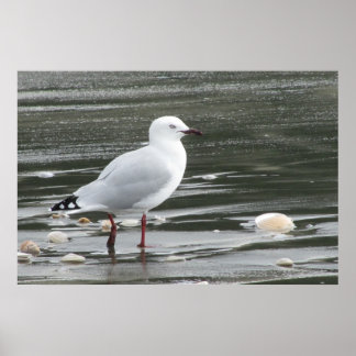Pôster Seagull & Shells in the Sea