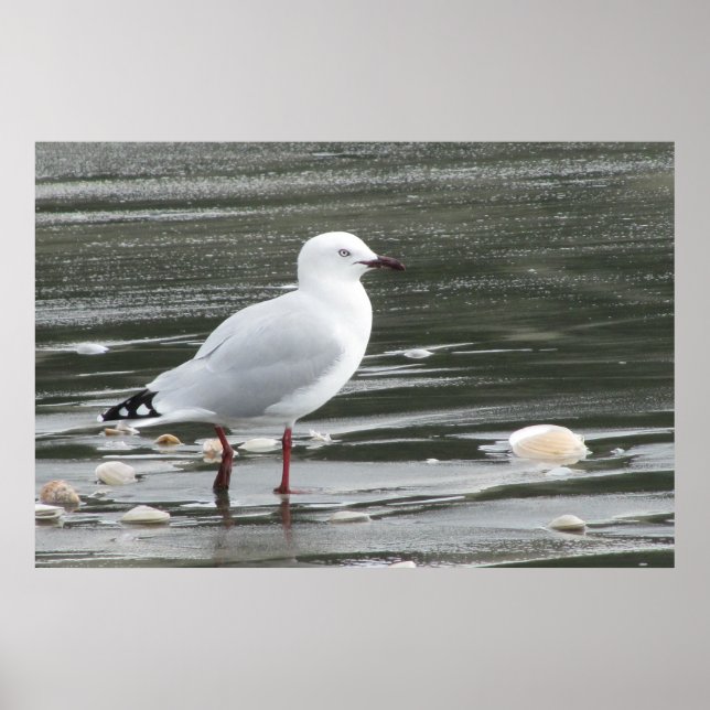 Pôster Seagull & Shells in the Sea (Frente)