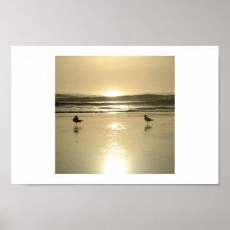 Pôster Seagulls  at Daytona