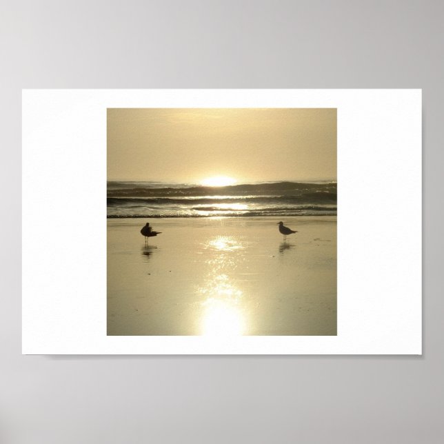 Pôster Seagulls  at Daytona (Frente)