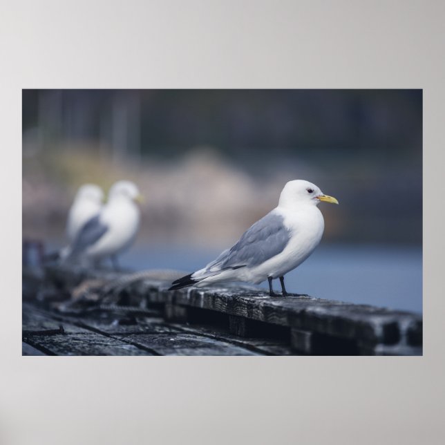 Poster Seagulls Photograph (Frente)