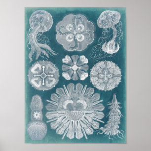 Poster Sealife Blueprint IV