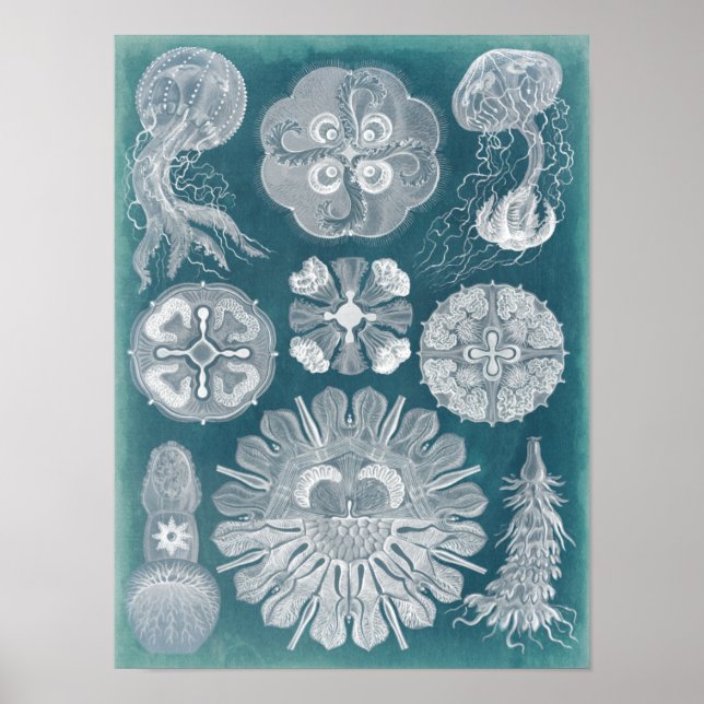 Poster Sealife Blueprint IV (Frente)