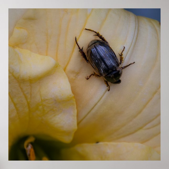 Poster Searching (Frente)