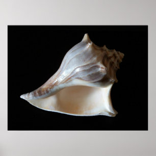 Poster Seashell