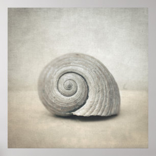 Pôster Seashell