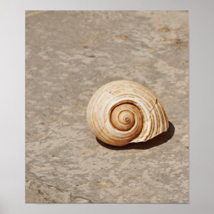 Pôster SeaShell
