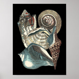 Poster Seashell Anthology
