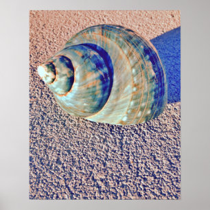 Pôster Seashell de Welk do mar