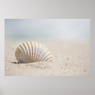 Pôster Seashell do molusco