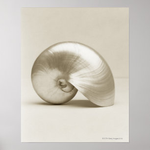 Poster Seashell do nautilus da pérola