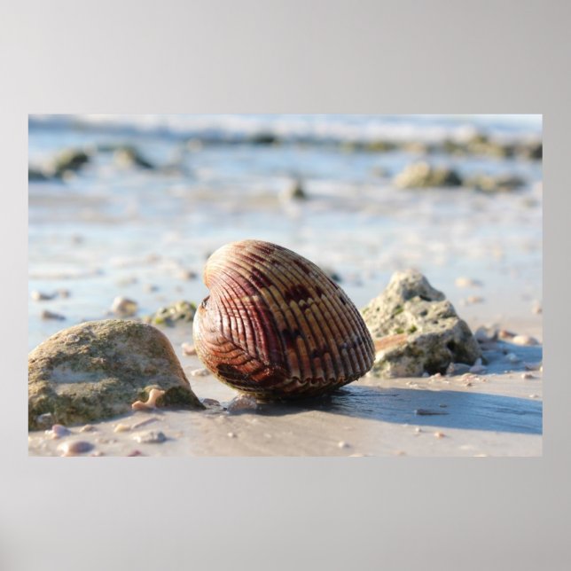 Poster Seashell na praia (Frente)