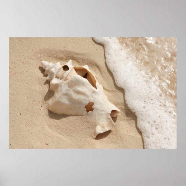 Poster Seashell Na Praia | Ilha Caribe Grande Turca (Frente)
