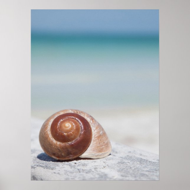 Poster Seashell Na Praia | Ruas. Petersburgo, Fl (Frente)
