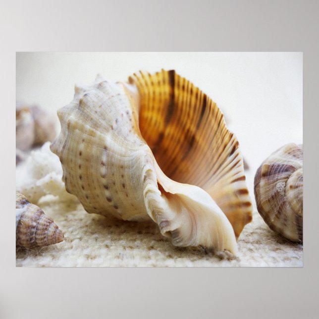 Poster Seashell, Náutico, Praia, Verão, Personalizado (Frente)