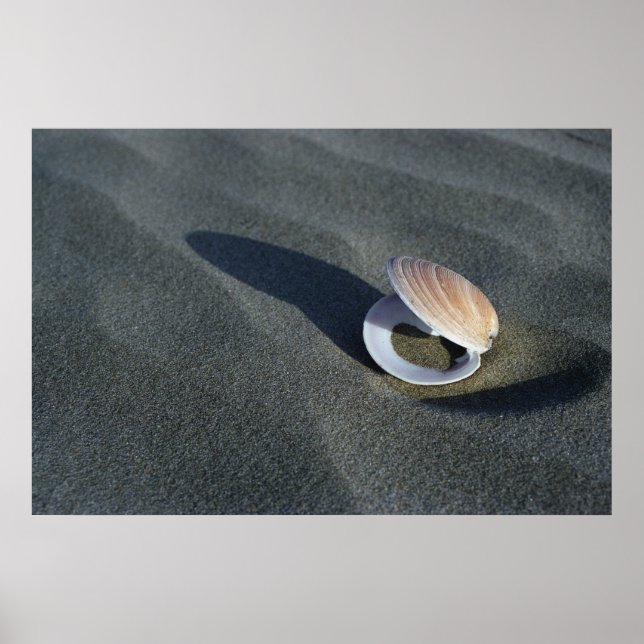 Poster Seashell, Nova Zelândia (Frente)