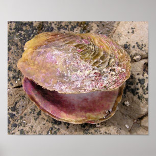 Pôster Seashell pelo litoral