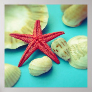 Pôster seashell print