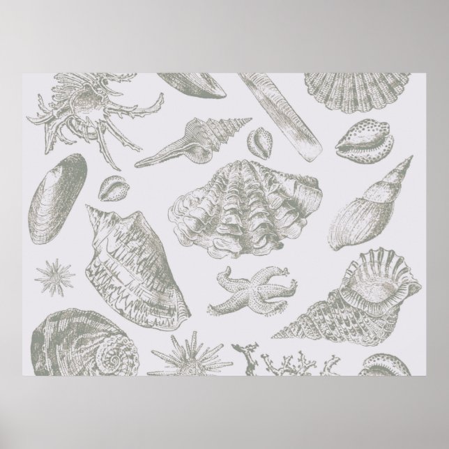 Pôster Seashell Soft Antique Art Beach Shell (Frente)