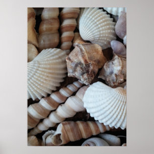 Pôster Seashells coleção, poster, natureza, praia do