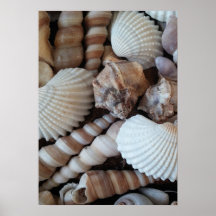 Seashells Collection, Poster, Nature, Summer Beach