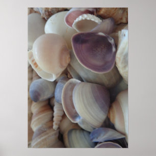Pôster Seashells Collection, Poster, Nature, Summer Beach